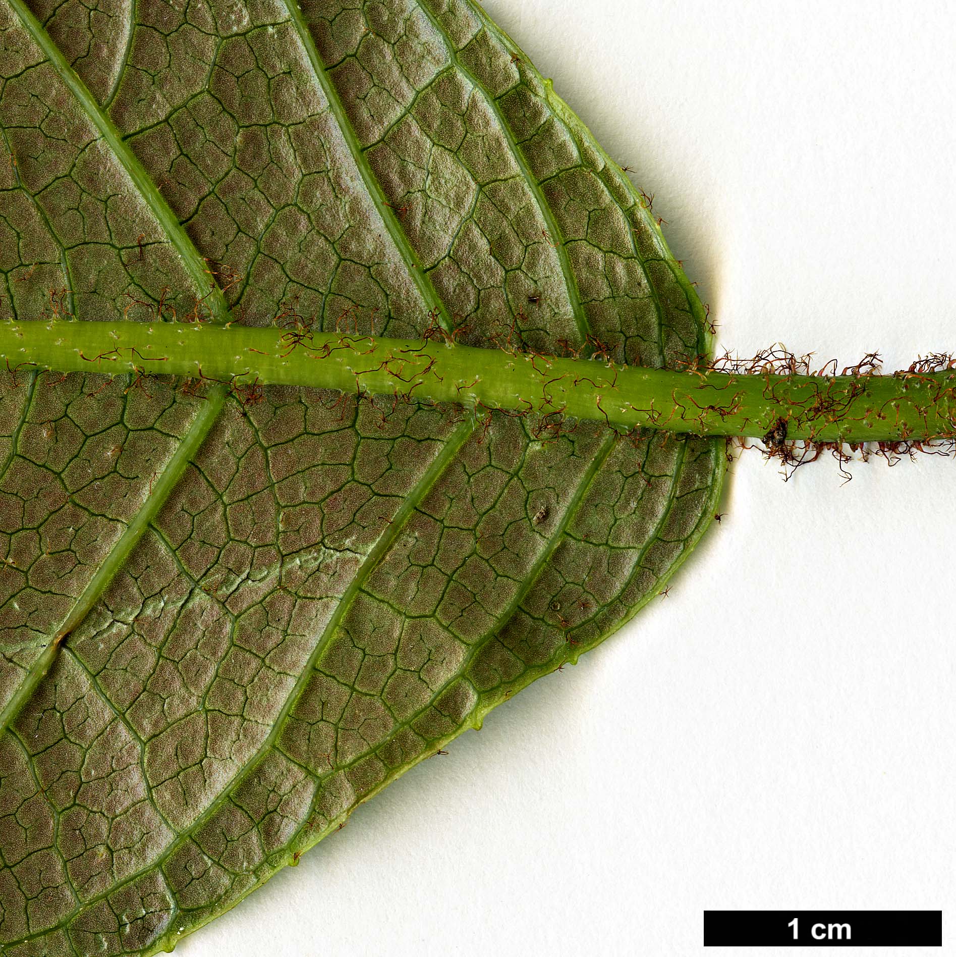 High resolution image: Family: Hydrangeaceae - Genus: Hydrangea - Taxon: asterolasia